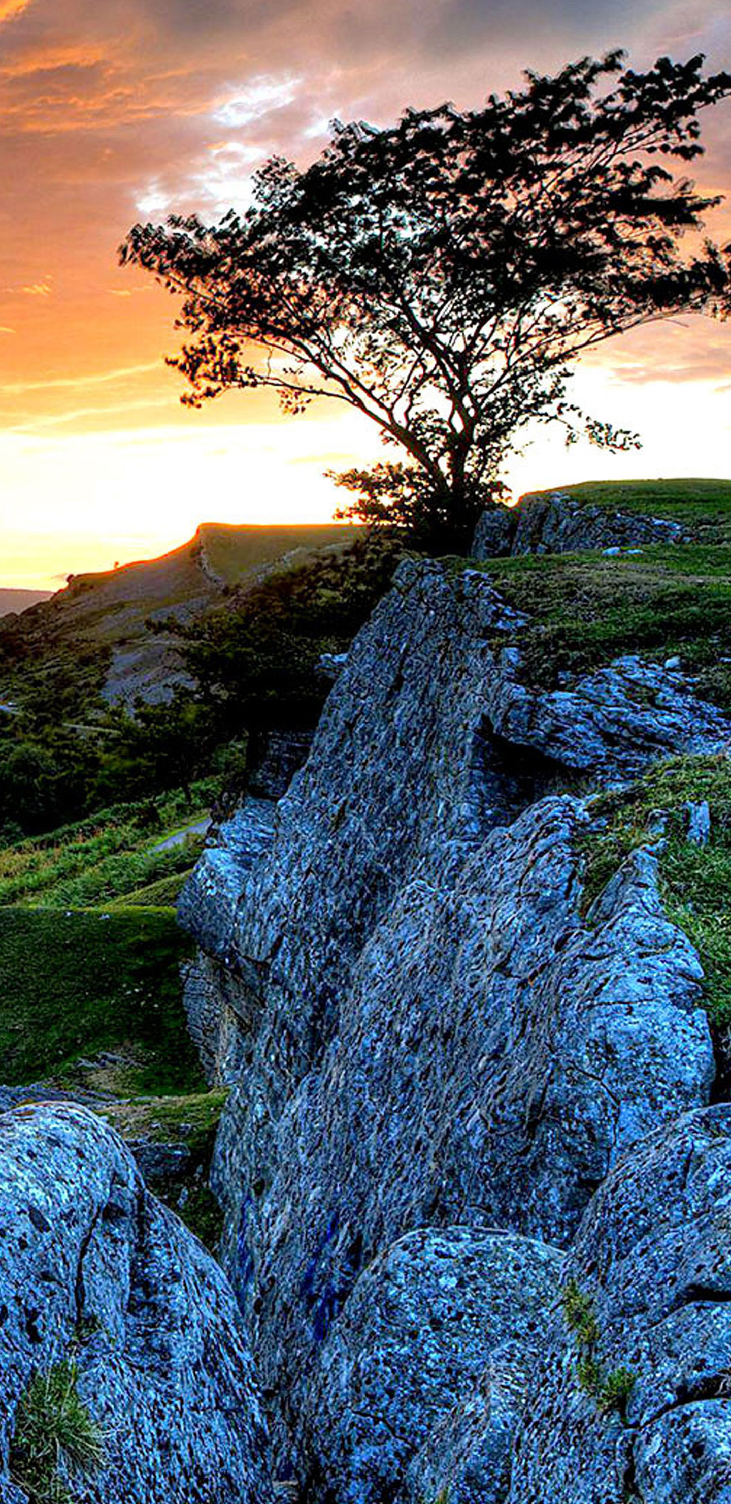 Nature Lone Tree Wallpaper