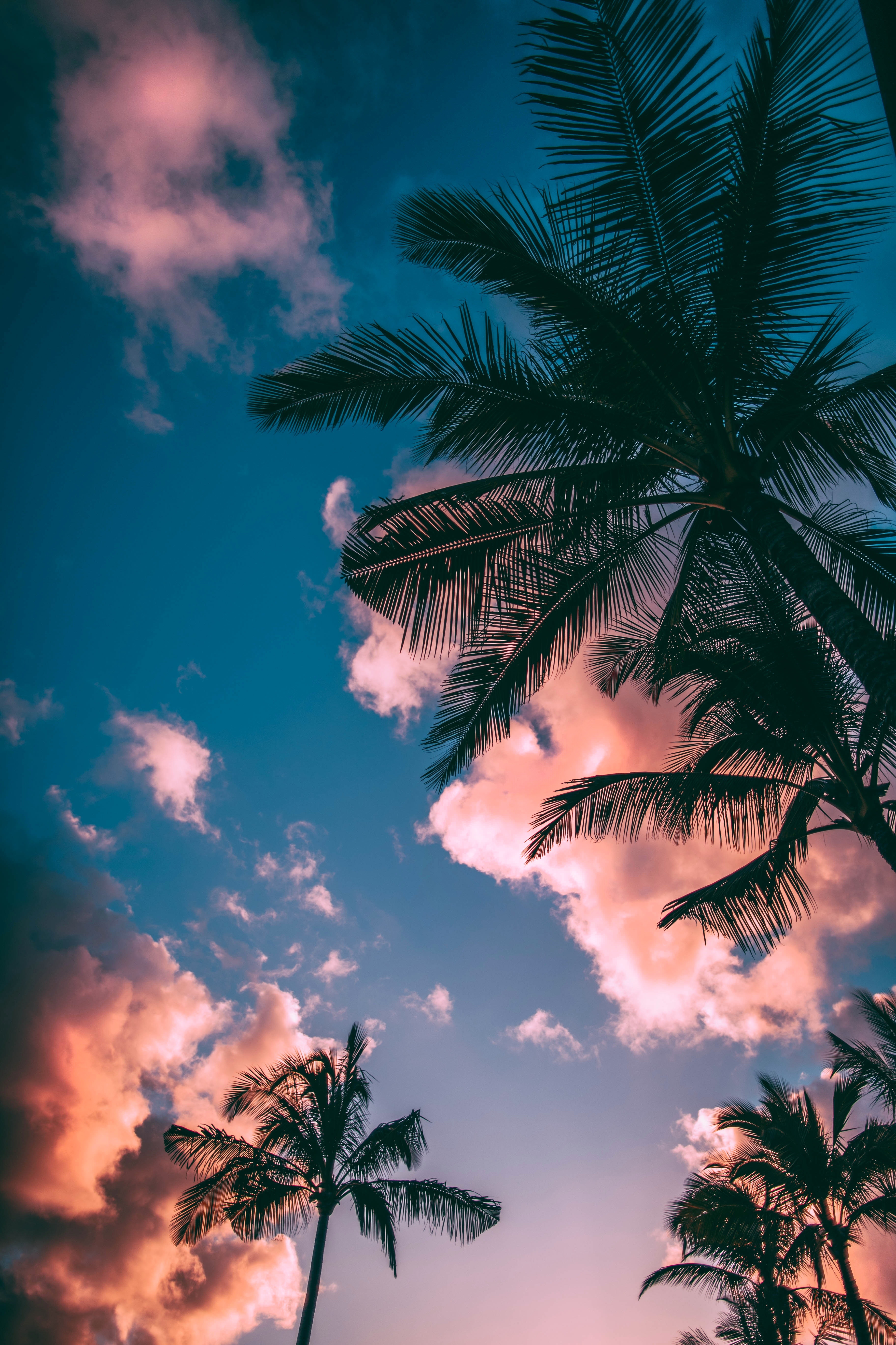 Coconut Trees Wallpaper